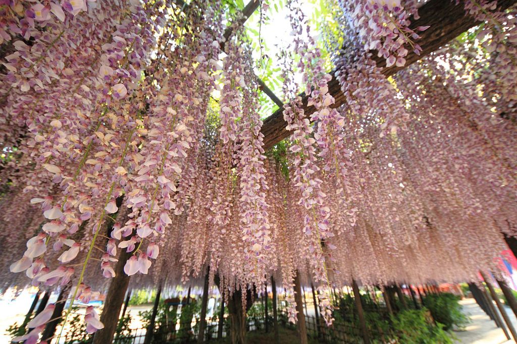 玉敷神社　藤まつり④