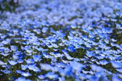 おおた芝桜祭り⑥