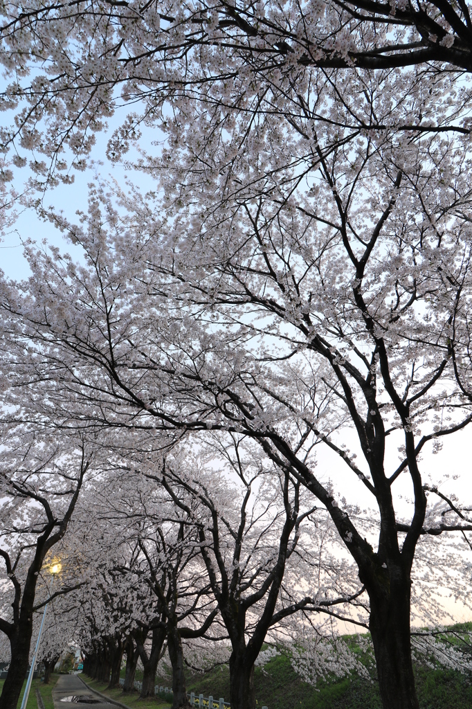 トンネル桜から…（長岡 今宮公園）