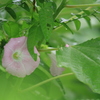 刹那の輝き（長岡 いつもの土手）