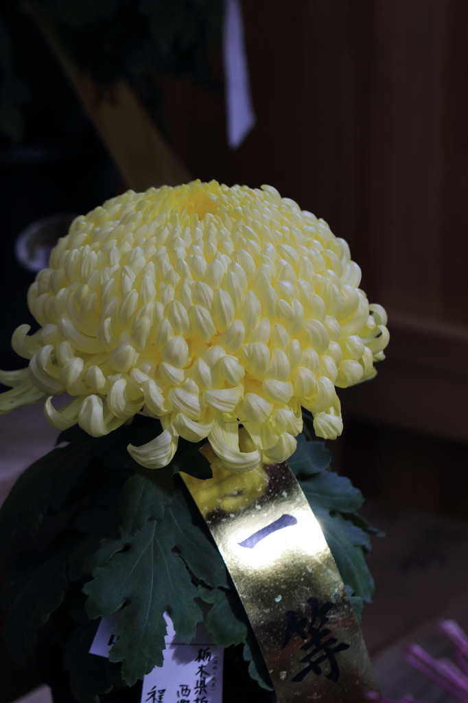 【弥彦　菊まつり】ネクタイの意義