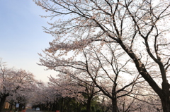 素敵なグラデーション（長岡技大）