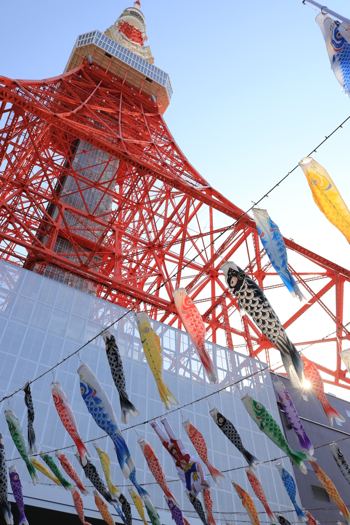 鯉の東京タワー昇り