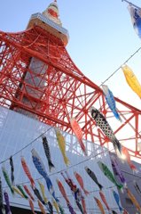 鯉の東京タワー昇り
