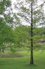 小雨の公園（長岡）