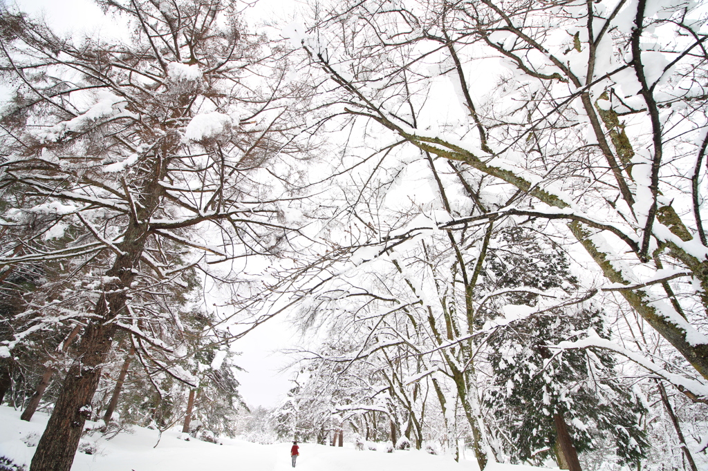 悠久への道（悠久山公園）