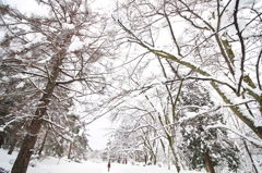 悠久への道（悠久山公園）