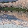 残雪と朝焼けの桜（高田公園）