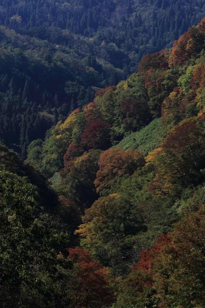 【長岡　八方台】深き谷間の紅葉