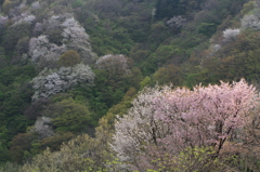 山さくらに光差す（八方台）