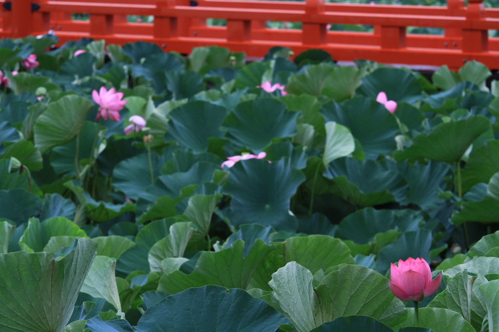オレンジの天竺橋（高田公園）