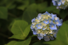 ※優しい光に包まれて…（三条　しらさぎ森林公園）