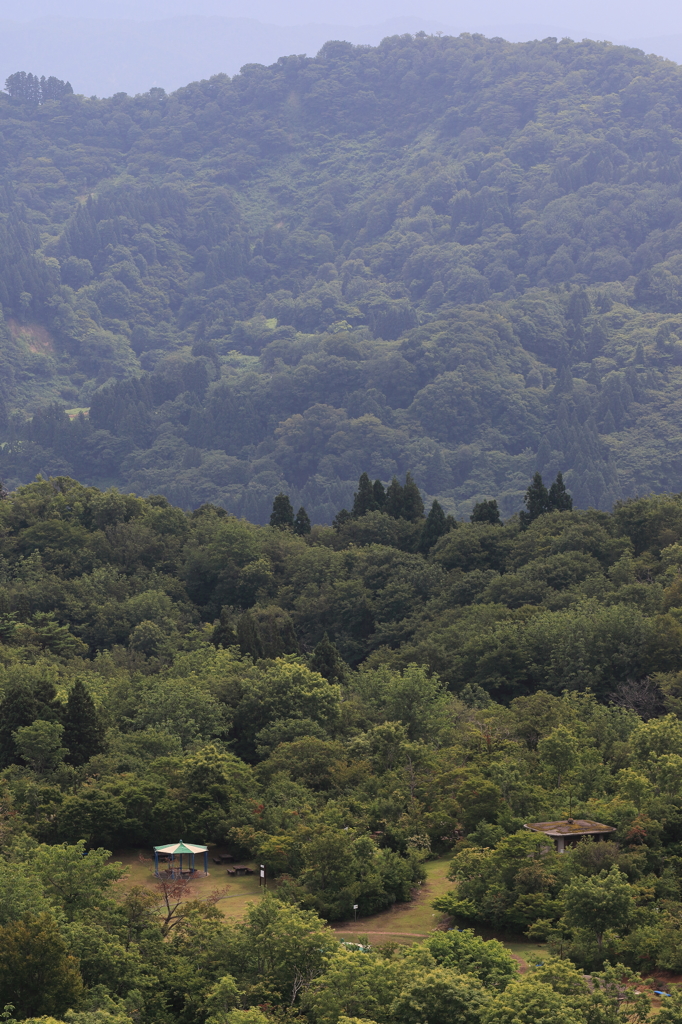 山に咲くパラソル（長岡　八方台山頂）