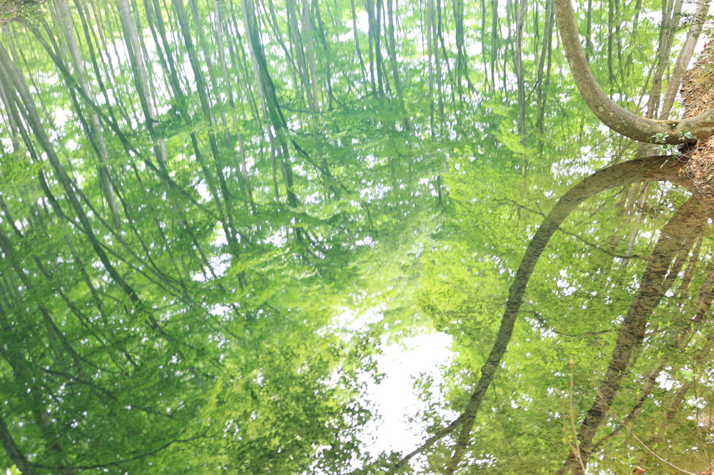 ピュアグリーンの水鏡（十日町　美人林）