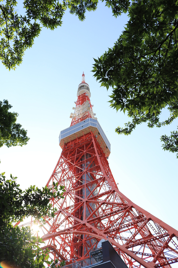 色あせない光景に…（東京タワー）