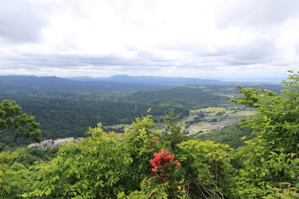 【登山日誌:袴腰山170604】赤いツツジヶ丘