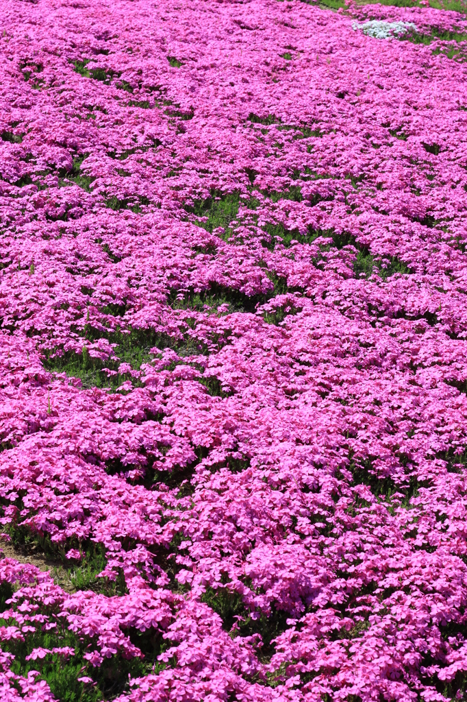 地上に咲いた桜（魚沼　堀之内）
