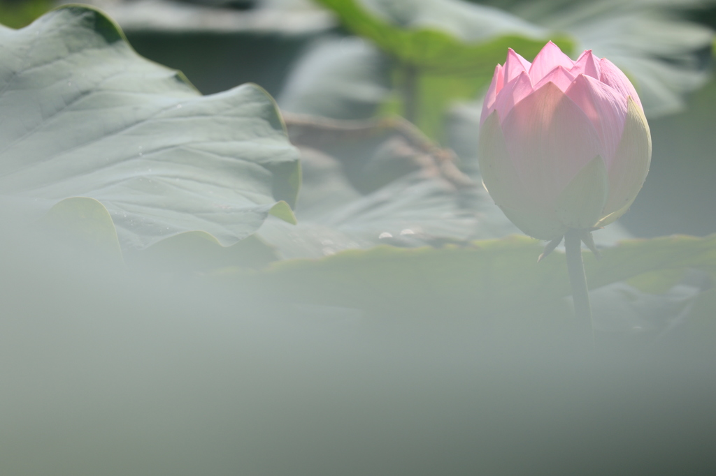 美しさとは…（長岡　大口レンコン畑）