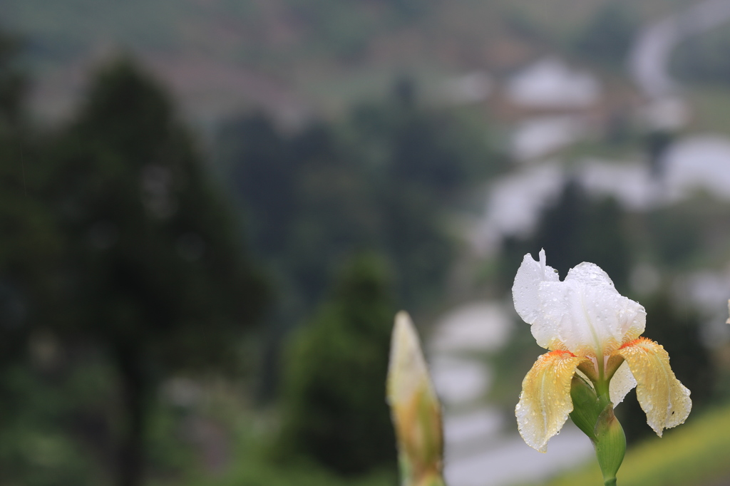 アヤメの季節？（長岡　山古志）