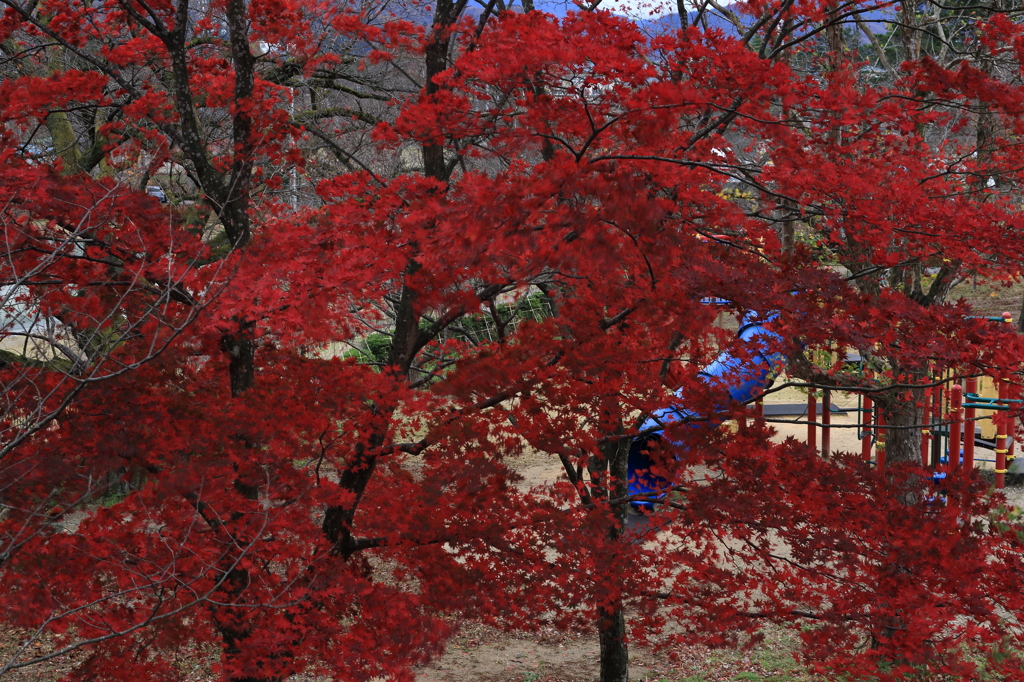 【五泉　村松公園】秋の村松公園