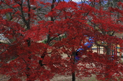 【五泉　村松公園】秋の村松公園