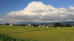 葉月最後の田園（長岡）