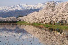 桜花咲き誇る高田公園（ﾋﾞｭｰﾃｨﾌﾙｼﾞｬﾊﾟﾝ）