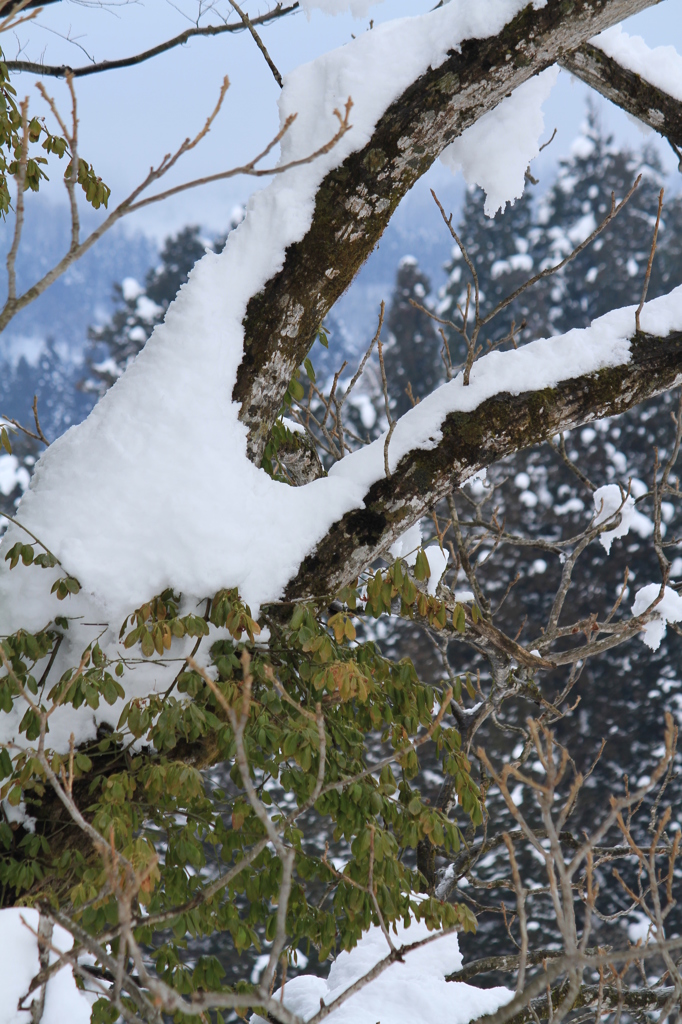 雪の中でも…（山古志）