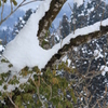 雪の中でも…（山古志）