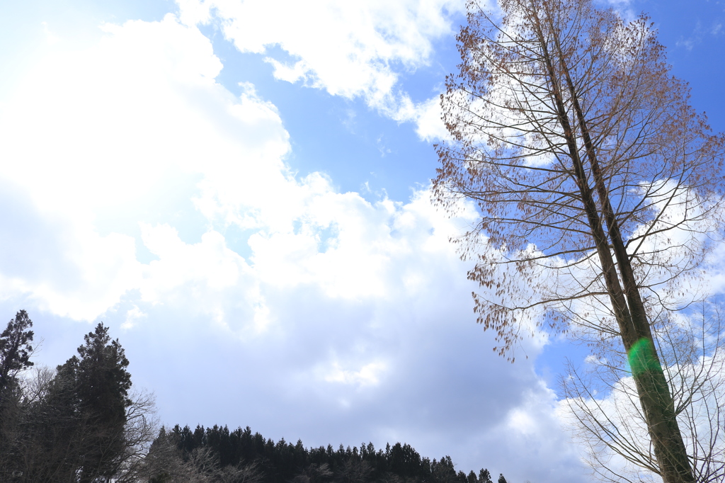 青い空、そよぐ…（大積）