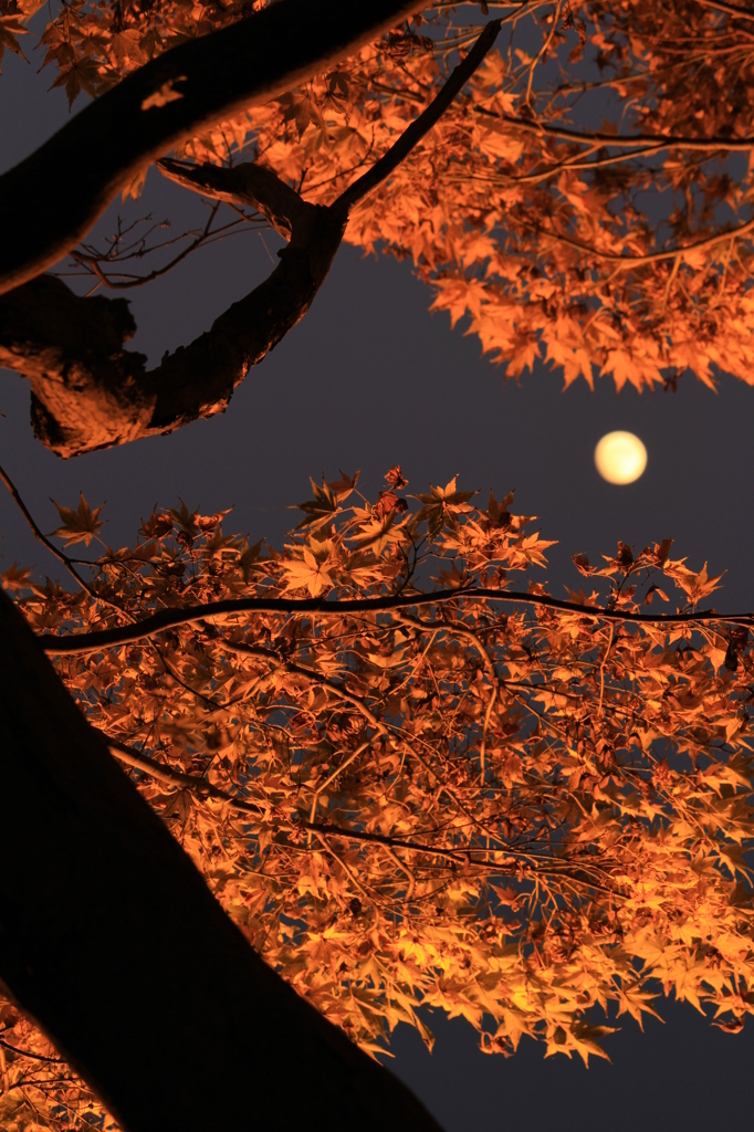 夜の光葉