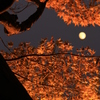 夜の光葉