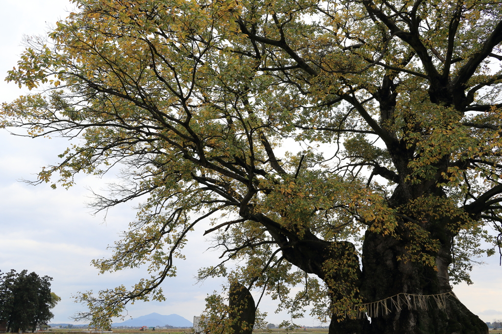 【長岡　島田　行塚の大榎】ひとり、紅葉