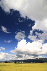 蒼い空、そよぐ雲、なびく稲穂（長岡）