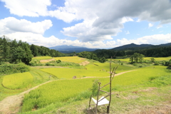 【長岡　比礼】午後の良き日