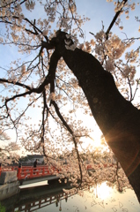 桜より…（高田公園）