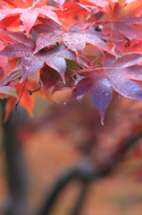 朝露の化粧（弥彦 もみじ谷）