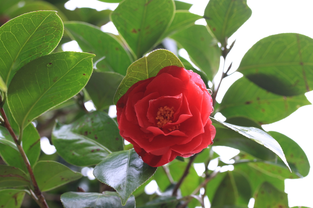 雪椿の歓迎（加茂山公園）
