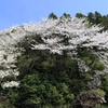 和ざくら（柏崎）