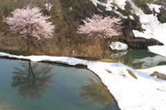 残雪の山ざくら（山古志　ﾋﾞｭｰﾃｨﾌﾙｼﾞｬﾊﾟﾝ）