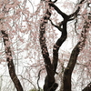 ４３年目の春は…（長岡 地蔵のしだれ桜）