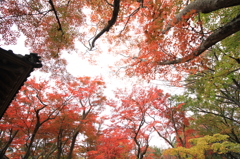 天に向かって…（越路 もみじ園）