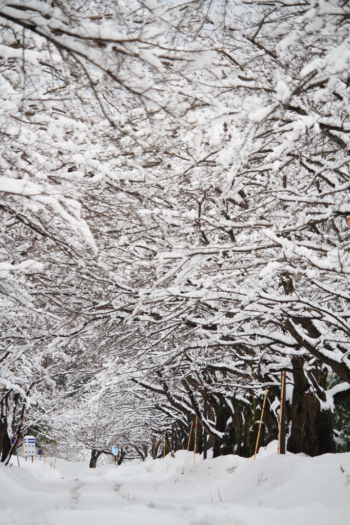 雪桜のトンネル（長岡技大）
