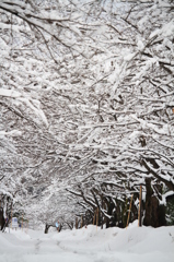 雪桜のトンネル（長岡技大）