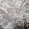 雪桜のトンネル（長岡技大）