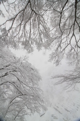 枝の雪化粧（蓬平）