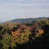 霧の紅葉（八方台）