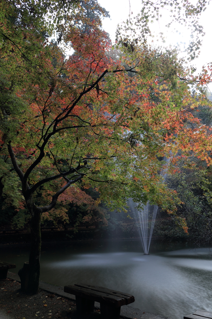 【加茂　加茂山公園】噴水に導かれて…