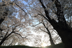 【上越　高田公園】桜が丘に昇る朝日