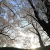 【上越　高田公園】桜が丘に昇る朝日